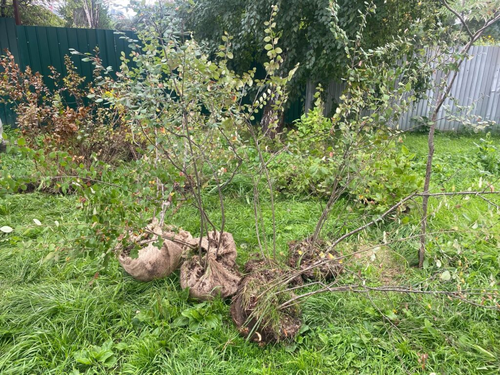 Посадка деревьев