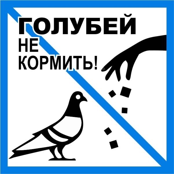 Кормление голубей