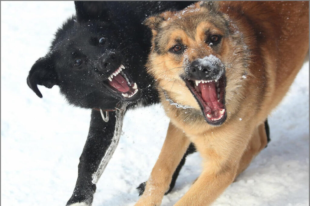 Правила поведения при встрече с бездомными животными