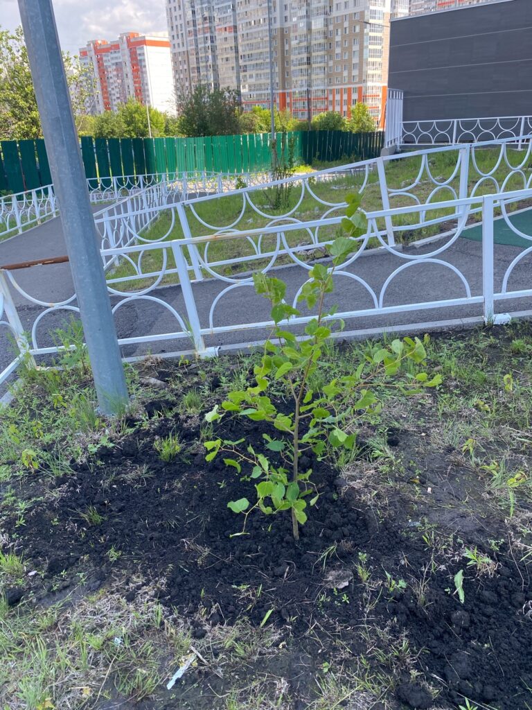 Высадка лип