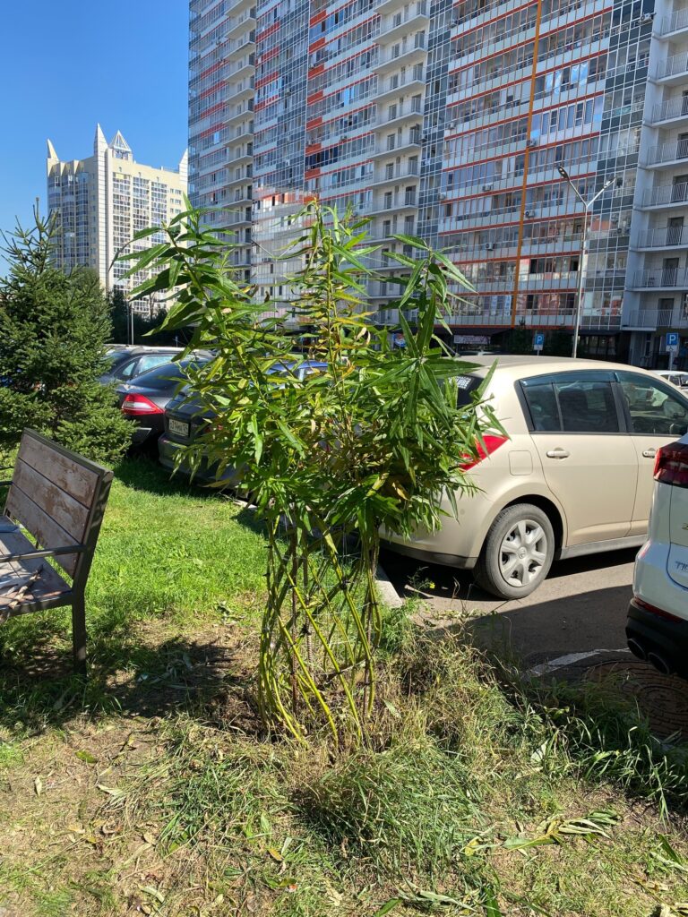 Ландшафтные работы